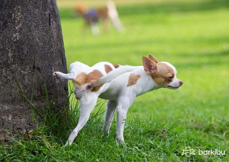 perro que orina con frecuencia y no se concentra en la orina